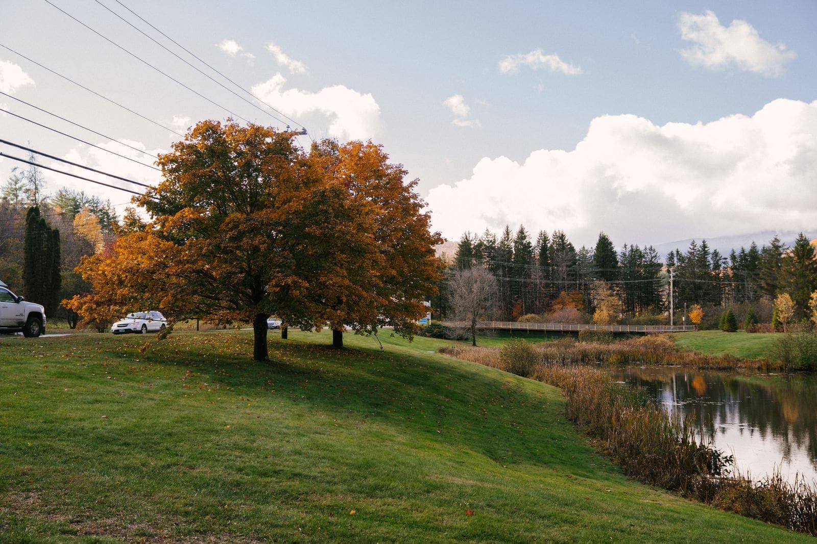 A country road beside a lake with an autumn tree